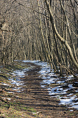 Image showing Winter forest at dusk