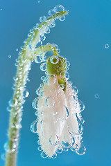 Image showing Single Snowdrop and water drops