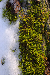 Image showing Moss and snow on tree