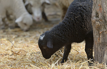 Image showing newborn lambs on the farm 