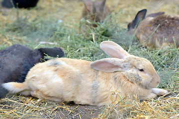 Image showing Rabbits in a hutch