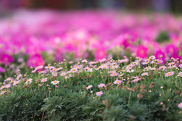 Image showing Dubai miracle garden