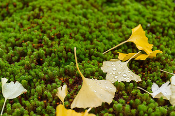 Image showing Ginkgo on ground