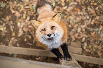 Image showing Red fox climbing up