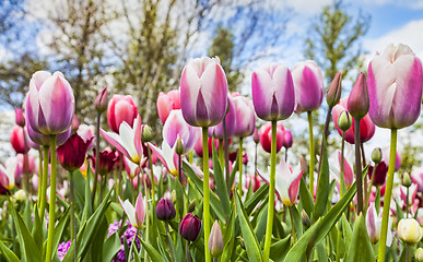 Image showing Inside the Tulips Field