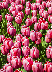 Image showing Filed of Red Tulips