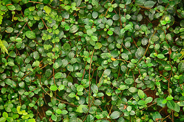 Image showing green natural leaf background