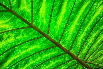 Image showing green natural leaf background