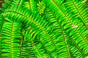 Image showing green natural leaf background