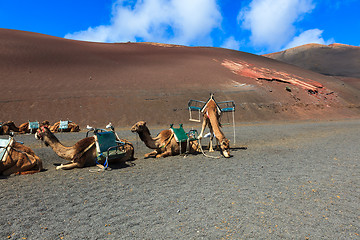 Image showing Camels in Timanfaya National Park on Lanzarote.