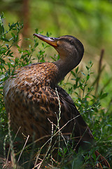 Image showing Duck