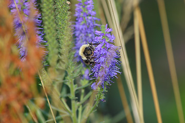 Image showing Bumblebee pollinating veronca flower