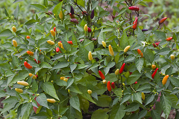 Image showing Chilli Pepper Bush