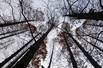 Image showing Tree tops are illuminated by the setting sun