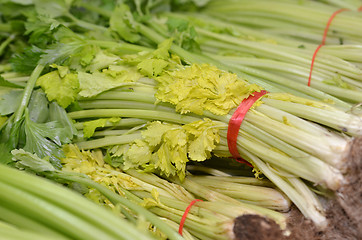 Image showing Bunch of Chinese celery 