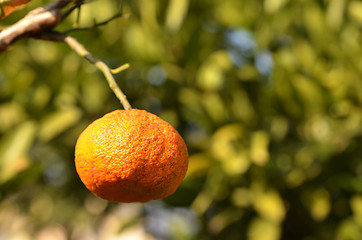 Image showing Orange mandarin on the tree