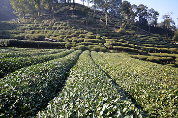 Image showing Beautiful fresh green chinese Longjing tea plantation