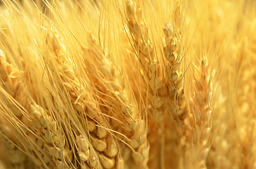 Image showing Ears of golden wheat close up