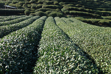 Image showing Green chinese Longjing tea plantation