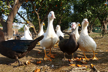 Image showing Ducks in farm traditional farming