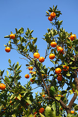 Image showing Orange mandarin on the tree