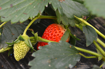 Image showing Fresh strawberries that are grown organic farm