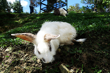 Image showing Cute rabbit in outdoor