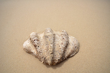 Image showing Shell on the beach