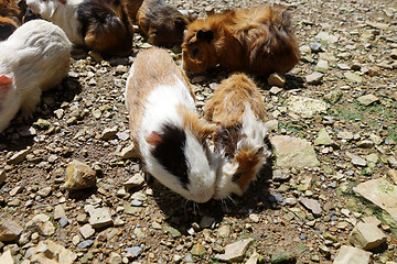 Image showing Guinea pigs eating on sunny day