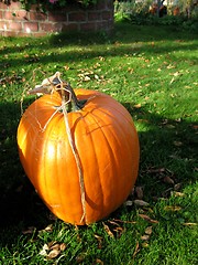 Image showing pumpkin in garden