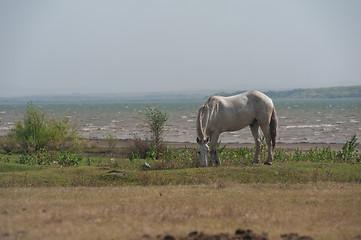 Image showing White horse portrait