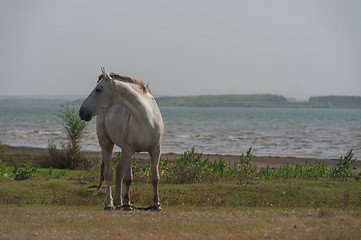 Image showing White horse portrait