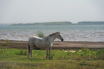 Image showing White horse portrait