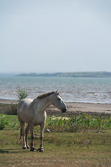 Image showing White horse portrait