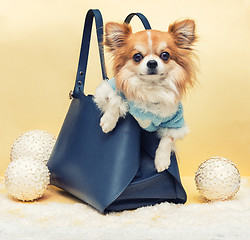 Image showing Small dog in the bag