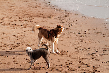 Image showing Playing dogs on the beach 