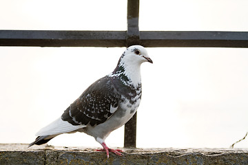 Image showing Gray pigeons