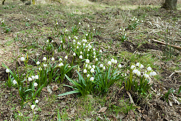 Image showing early spring snowflake flowers in forest