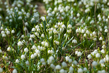 Image showing early spring snowflake flowers in forest