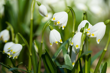 Image showing early spring snowflake flowers in forest