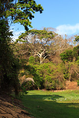 Image showing Rainforest in Ankarafantsika park, Madagascar