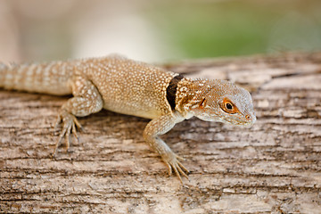 Image showing common small collared iguanid lizard, madagascar