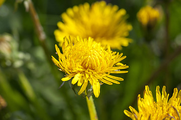 Image showing yellow dandelions in spring