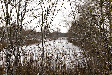 Image showing trees in winter, day