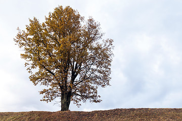 Image showing tree autumn season