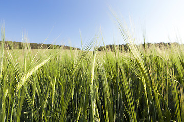 Image showing immature green grass