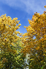 Image showing yellowed maple trees in autumn