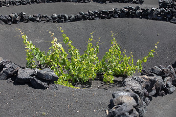 Image showing Wine grapes grow on logs in the lava sands of Lanzarote.