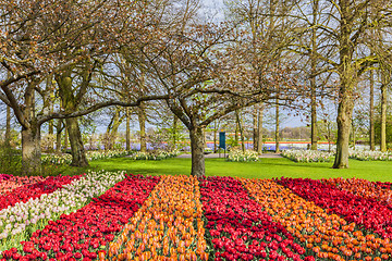 Image showing Tulip Garden