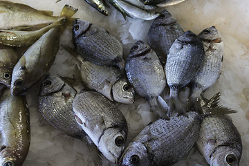 Image showing Fresh Fish